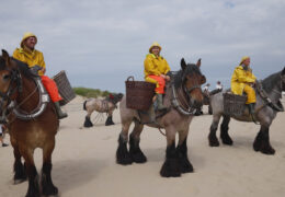 HORSEBACK SHRIMP FISHING IN BELGIUM